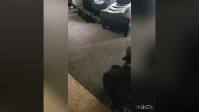 Play TIME with my PUPS!🎾 смотреть онлайн