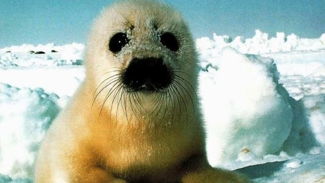 Подборка фото диких животных в естественной среде обитания смотреть онлайн