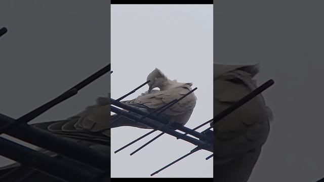 Горлица и ее голос (Streptopelia decaocto) смотреть онлайн
