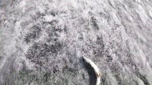 Весенний клёв ХАРИУСА на БАЙКАЛЕ. Байкальский Хариус.