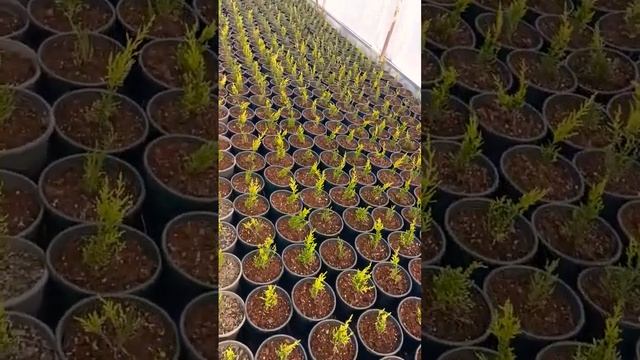 Limoni Servi(Cupressus Macrocarpa Goldcrest) Çeliklerimiz Yetiştirme Seramızda смотреть онлайн