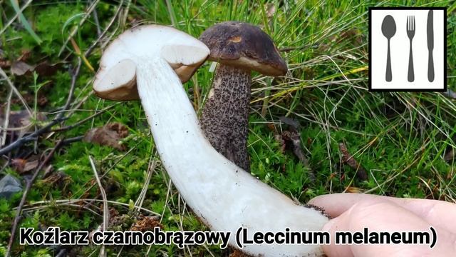 Koźlarz czarnobrązowy (Leccinum melaneum) Jaworzno 26.05.2019 смотреть онлайн