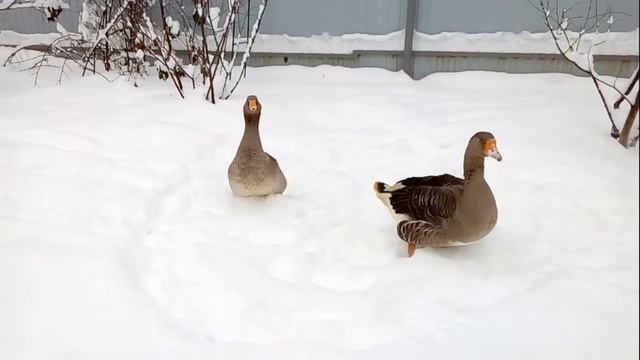 Гуси. Звуки .Первая зимовка. смотреть онлайн