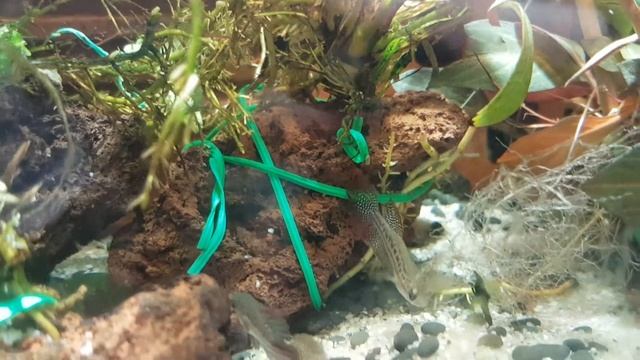 Карликовые гурами (Пумила) смотреть онлайн