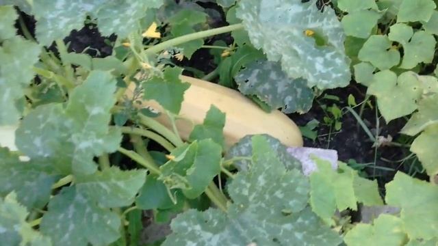 ЛУЧШИЕ СОРТА КАБАЧКОВ для открытого грунта смотреть онлайн