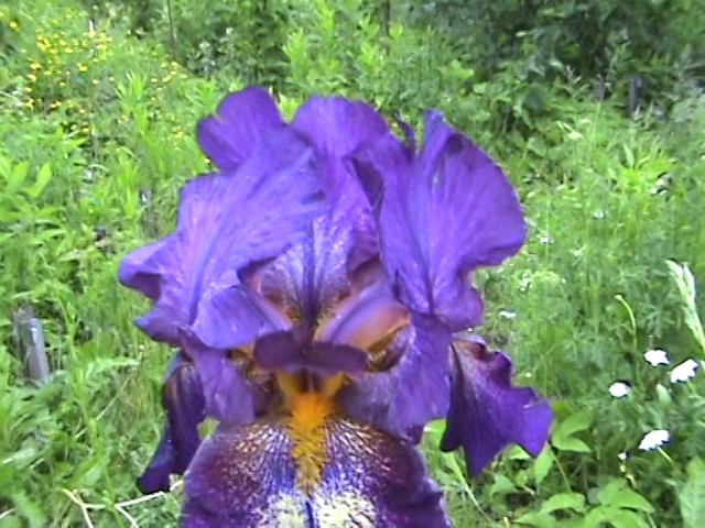 Ирис Аттеншн плиз. смотреть онлайн