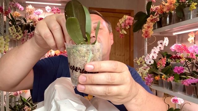 НОВЫЕ РЕДКИЕ ОРХИДЕИ / 8 дней на иголках / распаковка и обзор орхидей смотреть онлайн