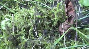 Выращиваем голубику часть 1(подготовка грунта).