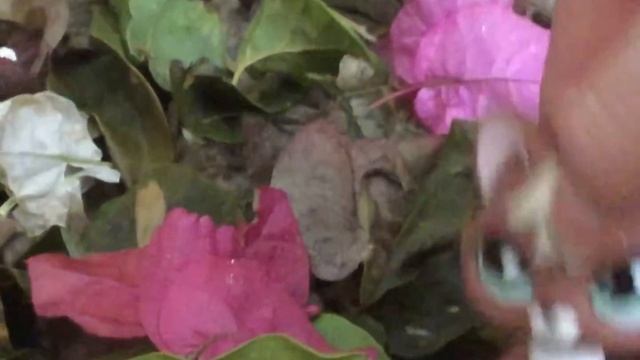 LPS mashup part forLPS Jessica Sass[READ DESCRIPTION] смотреть онлайн