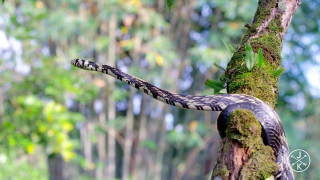 ANIMAL PLANET! COSTA RICA планета животных Коста Рика смотреть онлайн