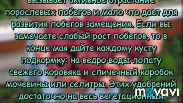 Ведро малины с одного куста смотреть онлайн