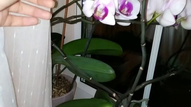 Бегония коралловая - как сформировать красивый куст / поболтаем про цветы ? смотреть онлайн