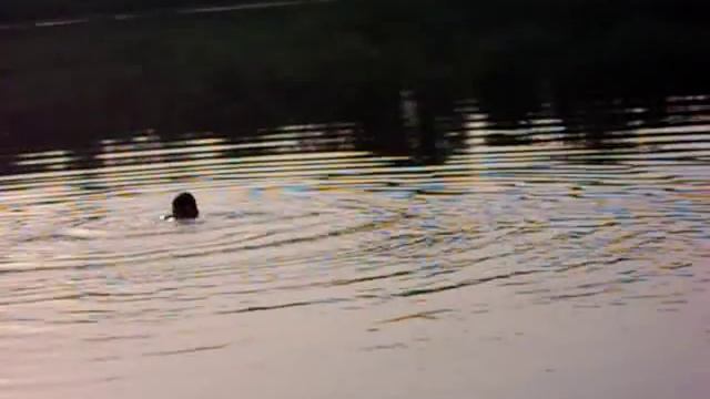 Lost_Desire_To_Take_Off_Shorts_In_Water.Снял трусы в воде. смотреть онлайн