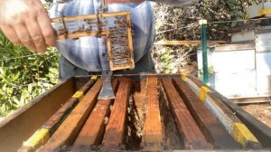 Объединение двух корпусов пчёл с 2-мя матками