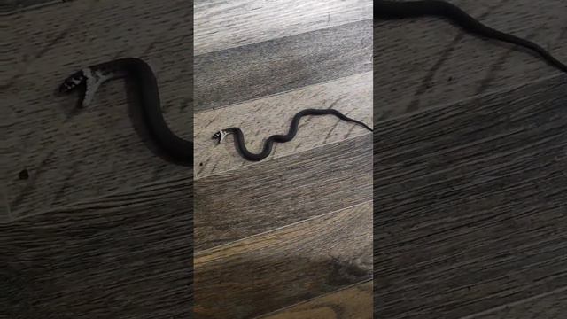 как уж притворяется мёртвым