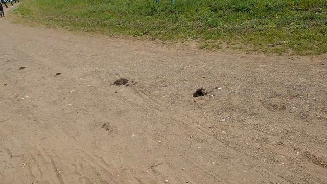 Сабантуй в Николо-Берёзовке 2022 ч4 смотреть онлайн