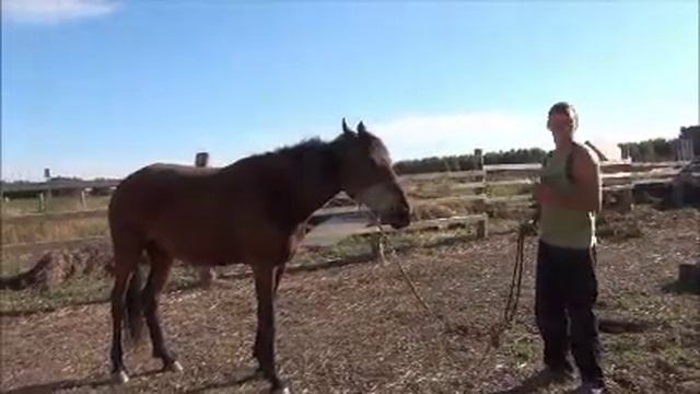 Видео-урок. Осаживание. Как осадить лошадь? Команда Назад. смотреть онлайн