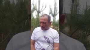 Прививка кедра на сосну. Зачем?