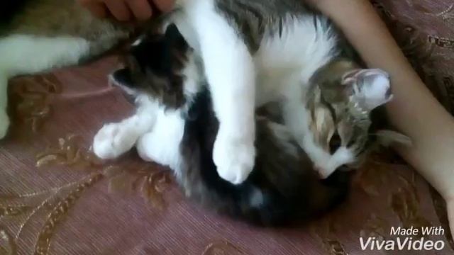 Мама кошка моет своего котенка! А котенок уходит) смотреть онлайн