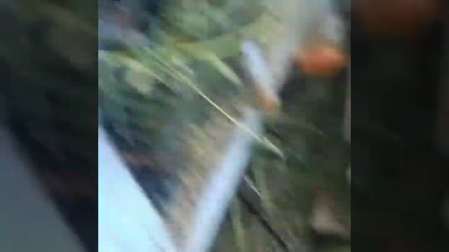 Как понять что крольчиха беремена смотреть онлайн