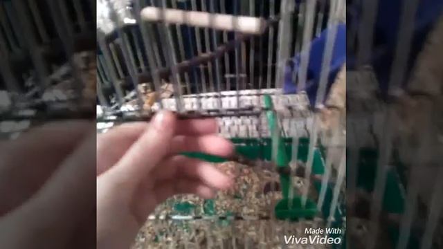 Рум тур по клетке волнитого попугая,всё о клетке))) смотреть онлайн