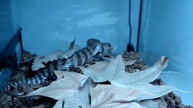 TILIQUA VS RATON смотреть онлайн