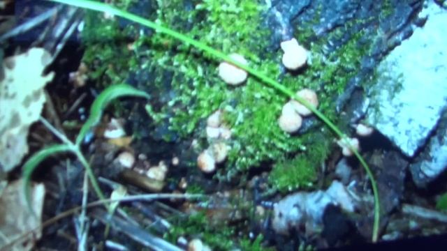 IPS и не IPS матрица на планшете