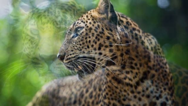 Трамп и как Чочо хотело похитить наше солнце Выборы в США 2020 Выборы в Америке Новости из USA смотреть онлайн