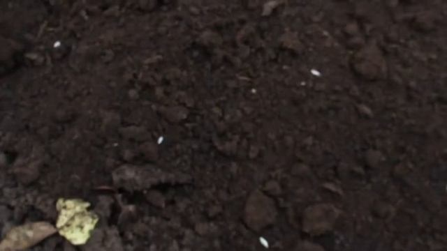 Как посадить белые грибы на даче смотреть онлайн