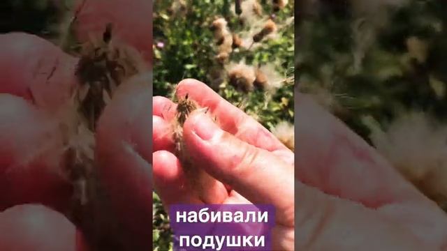 Европух из осота смотреть онлайн