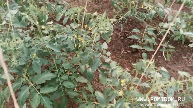 Обрываю махровые цветы на томатах. Зачем и в какое время обрывать махровый цветок у помидоров. смотреть онлайн