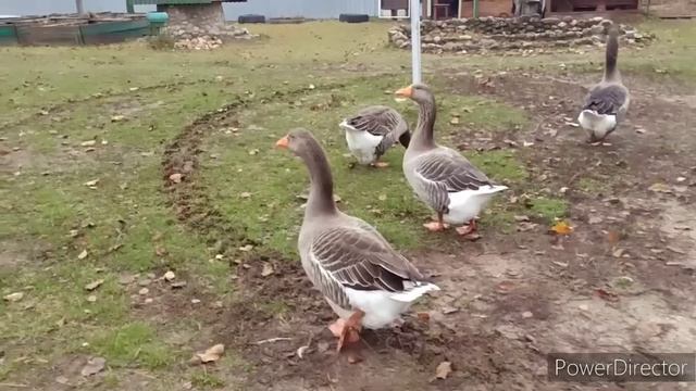 30.10.2022/ Живём в деревне/Продолжаем работать/ Козы/Куры/Навоз/ смотреть онлайн