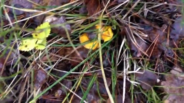 Рядовки Фиолетовые, Говорушки - Рядовки Дымчатые. Ложная рядовка Мыльная. Лисички. Грибы в ноябре.