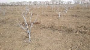 Первая обработка персика абрикоса сливы до цветения от болезней и грибков не опоздай.