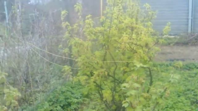 Отдых на нашей даче смотреть онлайн