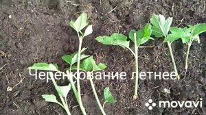 Черенкование Калины Бульданеж.