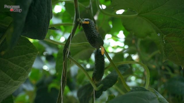 Огурцы не будут горчить если полить их этим! Горчат огурцы что делать? смотреть онлайн