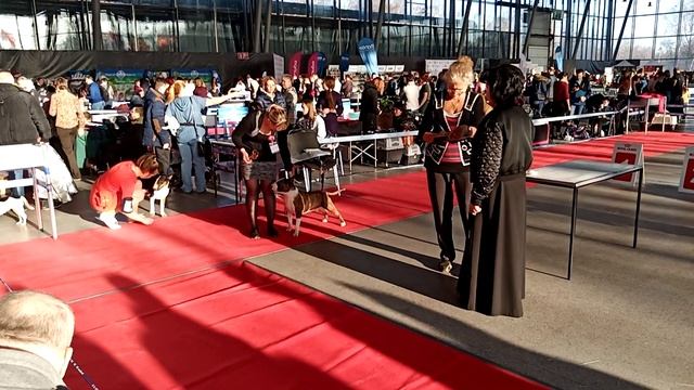 Бультерьер Бантик-Чемпион Европы 2019! смотреть онлайн