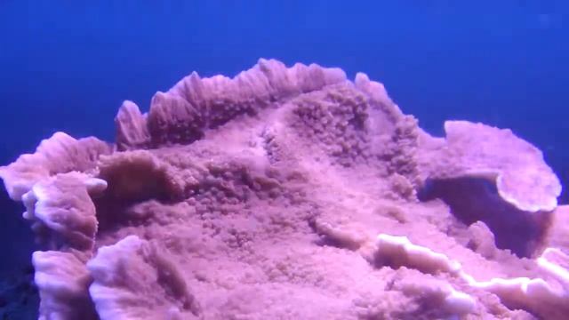 Reef Aquarium Update 7/10/11 смотреть онлайн