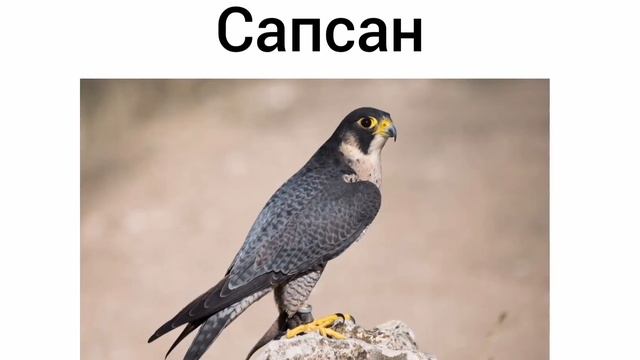 Онлайн -марафон 