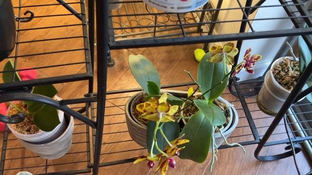 ORCHIDS REPEATING BLOOMING. MY ORCHIDS STORIES. WHAT DO I DO TO MAKE THEM KEEP BLOOMING.