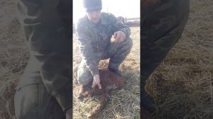 Приспособление для ловли ягнят.