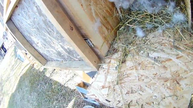 ПРОВЕРКА КРОЛЬЧАТ НА ОТКРЫТИЕ ГЛАЗОК. смотреть онлайн