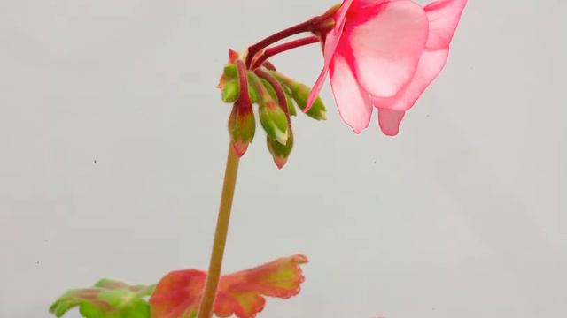 Pelargonium? Geranium?