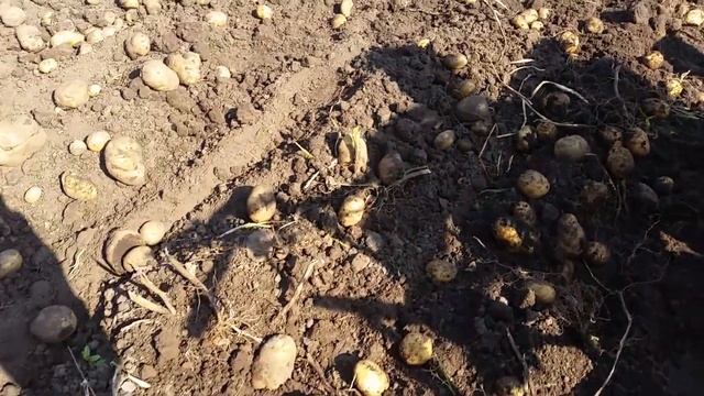 ?Самая ПРОСТАЯ картофелекопалка в работе! смотреть онлайн