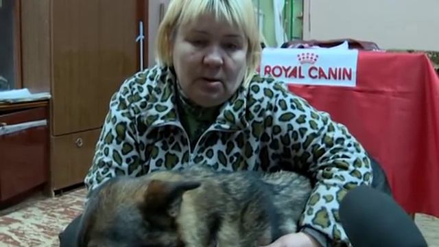 Собаку бросил хозяин. Циничный случай смотреть онлайн