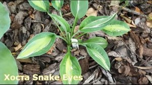 Хосты в саду: обзор сортов хосты категории M (средние хосты) - часть 1