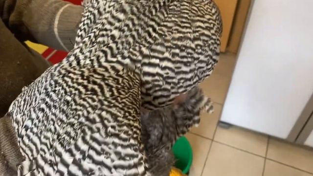 Амрокс - два петуха в одной семье. Породные признаки и отбор на племя. смотреть онлайн