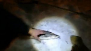 Вот как надо ловить нельму зимой.