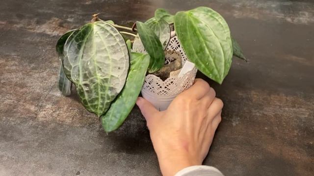 Хойя суригаоенсис( Hoya Suriganiensis)! Красивая, неприхотливая, быстрорастущий сорт! Советую всем!